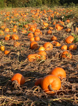 The pumpkin field